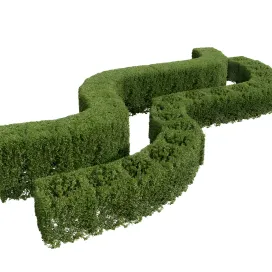 Ligustrum quihoui privet ficus concinna bonsai pruned